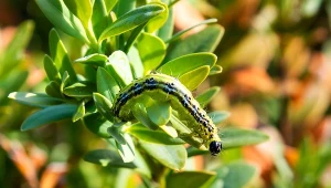 Fot. ćma bukszpanowa / 123RF/PICSEL