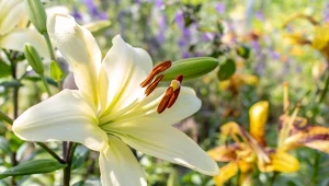 Fot. lilia / 123RF/PICSEL