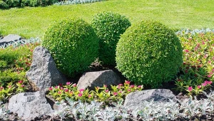 Fot. 123RF/PICSEL/Buxus sempervirens