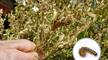 Ćma bukszpanowa to utrapienie ogrodników