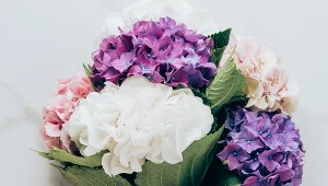 Fot. butkiet z hortensji / 123RF/PICSEL