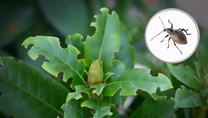 Fot.123RF.com/Otiorhynchus sulcatus