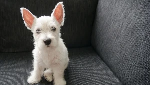 Pojawienie się szczeniaka domu wymaga odpowiedniego przygotowania mieszkania