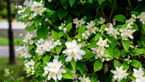 Fot. 123RF/PICSEL/Philadelphus coronarius/Jasminowiec wonny