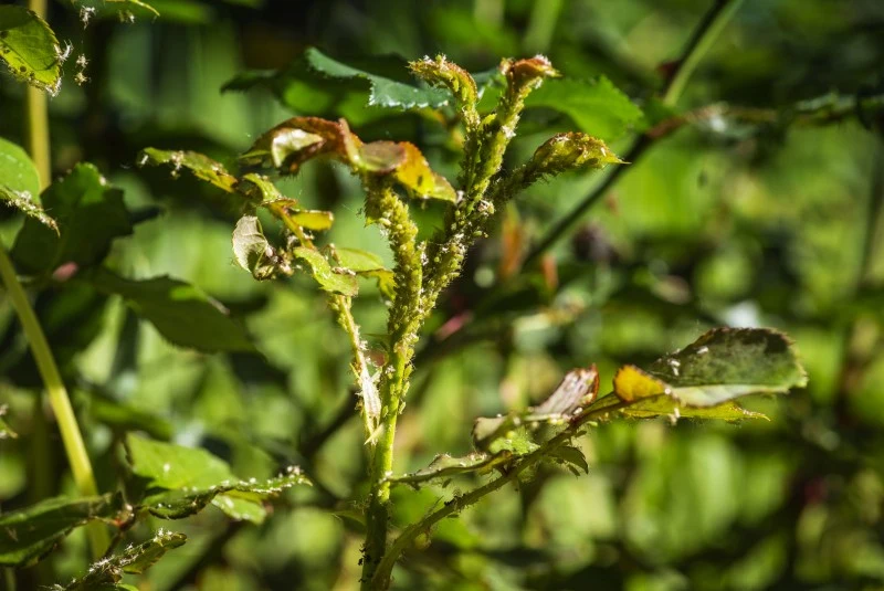 Mszyce na krzewie rózy