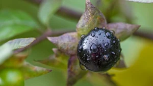 Fot. 123RF/PICSEL/Atropa belladonna