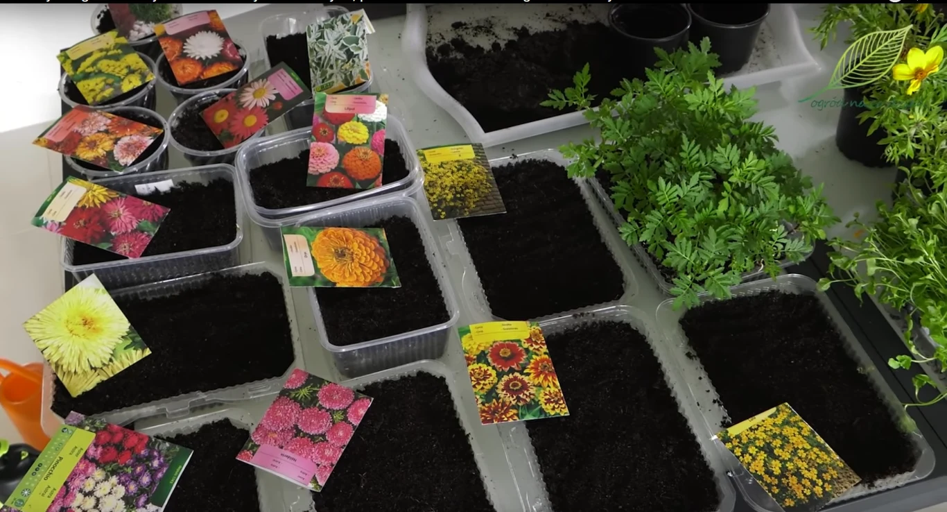 Wysiewanie ansion kwiatów jednorocznych