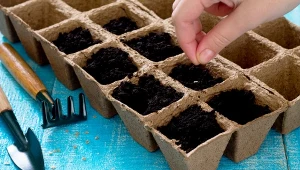 Luty w ogrodzie. Kalendarz ogrodnika na 08.02 - 14.02.