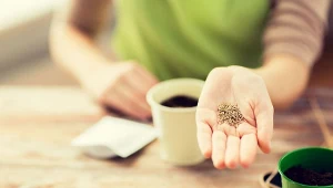 Jakie rośliny kwitnące można lub nawet należy wysiać w lutym