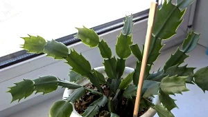 Kalendarz ogrodnika na 25.01 - 31.01