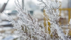 Grudzień w ogrodzie. Kalendarz ogrodnika na 21.12 - 27.12.