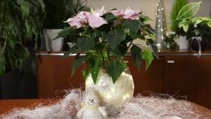 Świąteczne dekoracje z roślinami w różowym kolorze