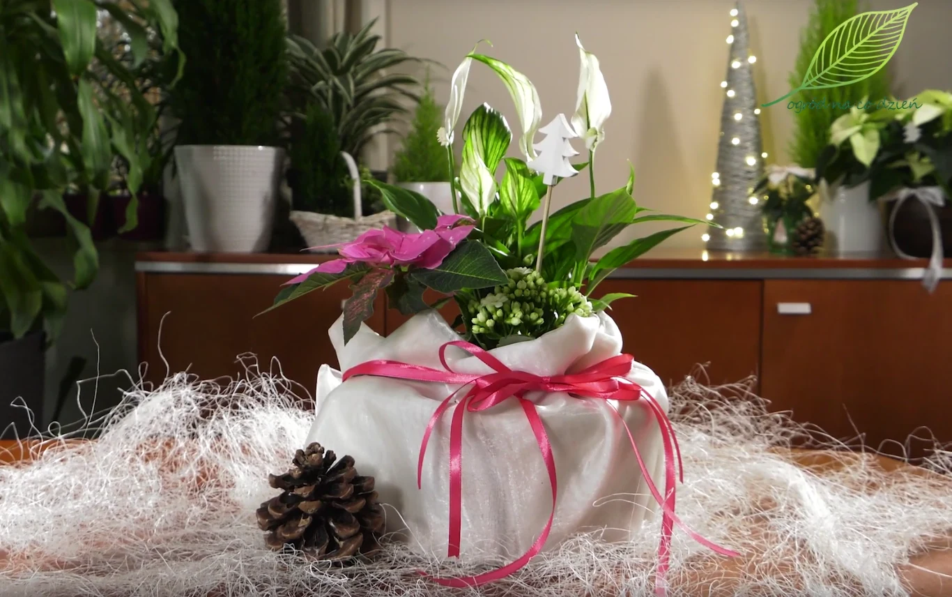 Autor: Ogrod_Na_Co_Dzien