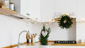 Cyprysy, cyprysiki i jałowce na święta