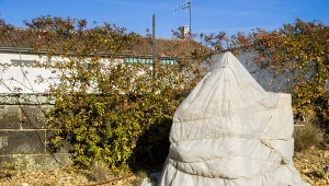 Błędy w zabezpieczaniu roślin na zimę