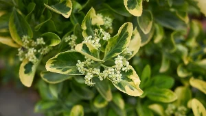 Grudzień w ogrodzie. Kalendarz ogrodnika na 30.11 - 06.12.