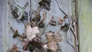 Zimowanie i rozmnażanie pnączy - rośliny balkonowe i tarasowe