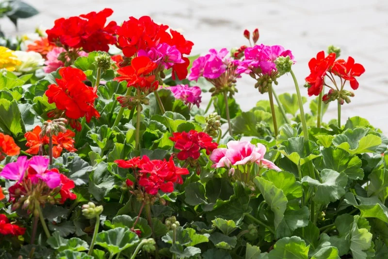 pelargonie deccoria.pl