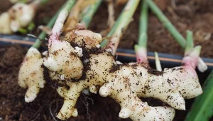 Uprawa imbiru w doniczce