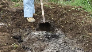 Jak nawozić ogród jesienią?