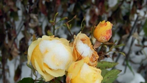 Pielęgnacja róż przed zimą - jak je zabezpieczyć?