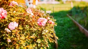 Jesienna pielęgnacja róż