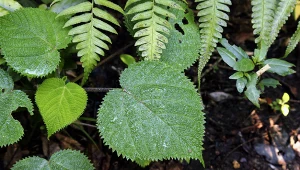 Gympie-gympie - najgroźniejsza roślina świata