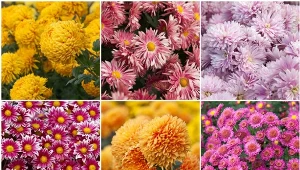 Fot. 123RF.com/ Nazwa chryzantema pochodzi od greckiego słowa chrysos oznaczającego „złoty” oraz anthemon oznaczającego „kwiat”.