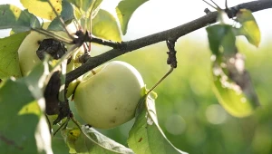 Prace ogrodnicze w październiku