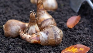 Kalendarz ogrodnika na 21.09 - 27.09