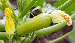 Warzywa w ogrodzie - papryka, patison i wysiew szpinaku