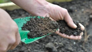 Ekologicznie we własnym ogrodzie. Jak uzyskać i wykorzystywać kompost?
