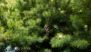 Roślina znana z parków i dużych ogrodów – daglezja zielona