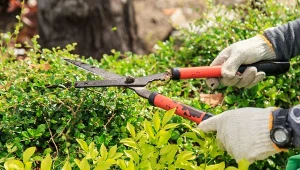 Wrześniowe prace w ogrodzie