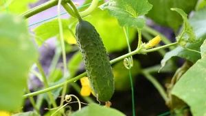 Ogórki - uprawa, letnia pielęgnacja i rozmnażanie przez sadzonki