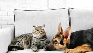 Jak skutecznie pozbyć się sierści naszych pupili?