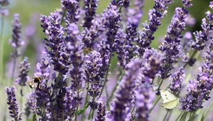 Prace ogrodnicze w lipcu: Kalendarz ogrodnika na 13.07 - 19.07