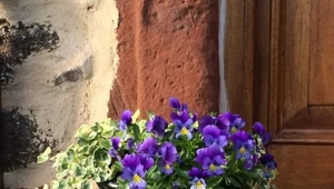 Ogród ozdobny: Przycinanie żywopłotów, wysiew bratków i stokrotek