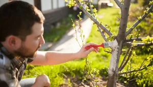 Bielenie drzew – jak je wykonać?