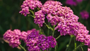 Rośliny, które warto mieć w ogrodzie