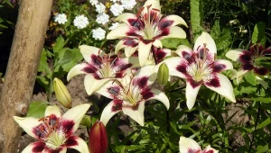 Ogród ozdobny - lilie, zaraza ogniowa i pielęgnacja trawnika