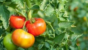 Pomidory - przegląd różnych odmian