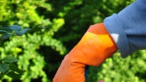 Prace ogrodnicze w czerwcu