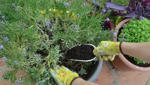 Rozmnażanie lawendy przez sadzonki zielne. Piwonie - wymagania i uprawa w ogrodzie