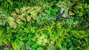 Domowy ogród wertykalny