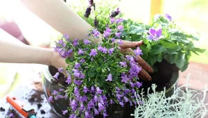 Lewkonia (maciejka) - uprawa i pielęgnacja