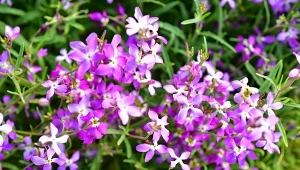 Jakie kwiaty wysiać w czerwcu w donicach?