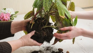 Jak rozmnażać rośliny w domu?