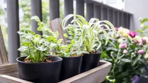 Czy warto wystawiać domowe rośliny na balkon i taras?