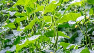 Ogród warzywny w czerwcu - sadzenie ogórków i dyni